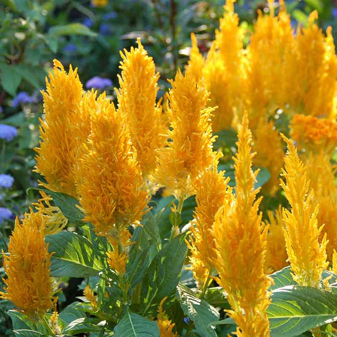 celosia golden plume