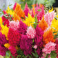 celosia mixed pampas plume