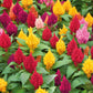 celosia plumosa lilliput kewpie mix