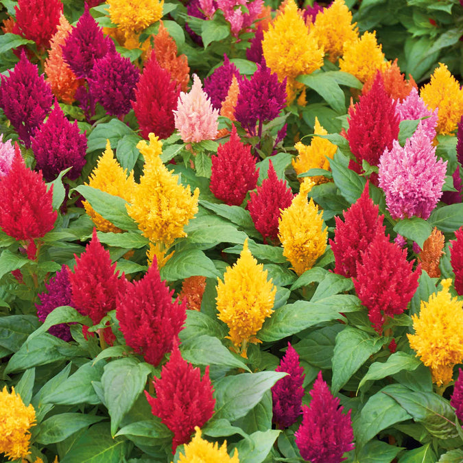 celosia plumosa lilliput kewpie mix