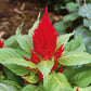 celosia scarlet plume