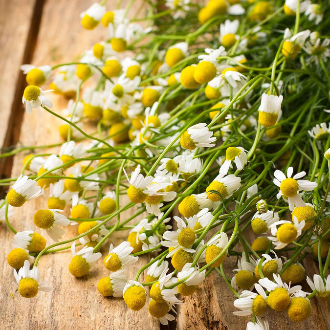 chamomile german