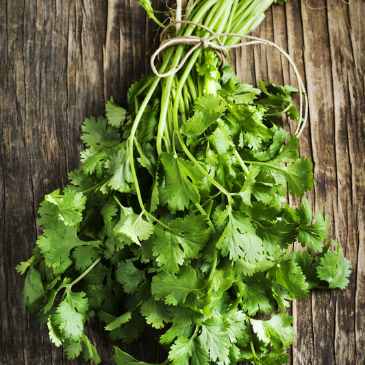 cilantro fiesta green