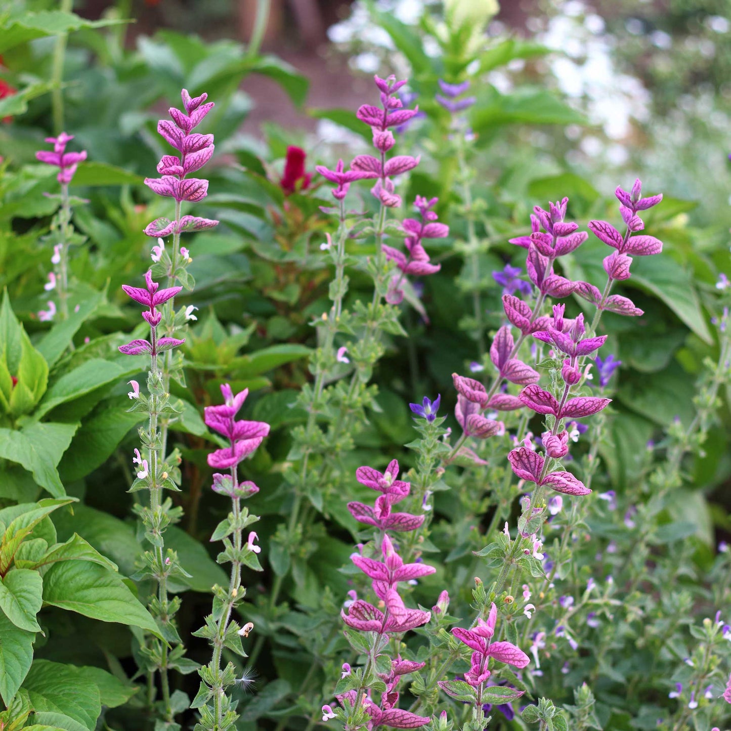 clary sage pink sundae