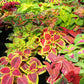 coleus blumei rainbow mix