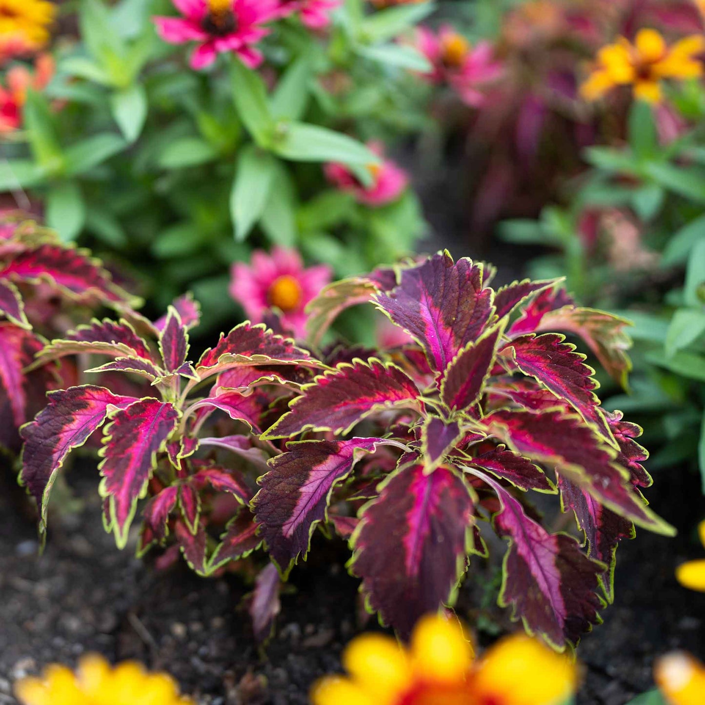 coleus chocolate covered cherry