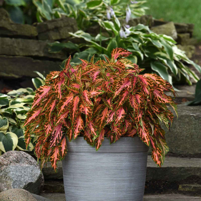 coleus coral candy