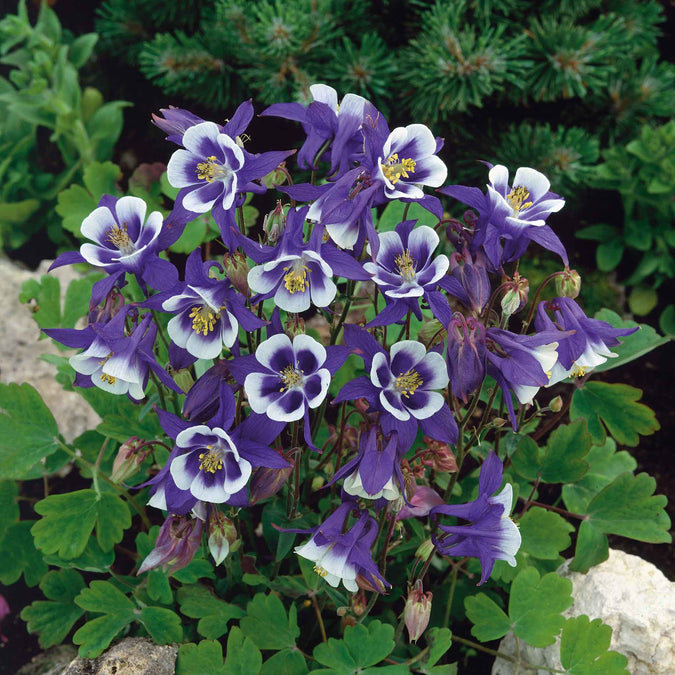 columbine blue star