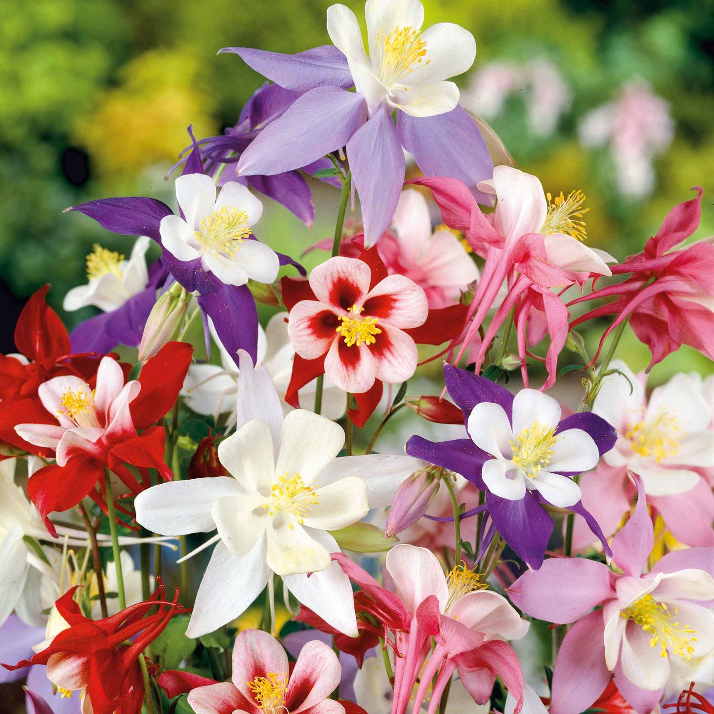 columbine mckana giant