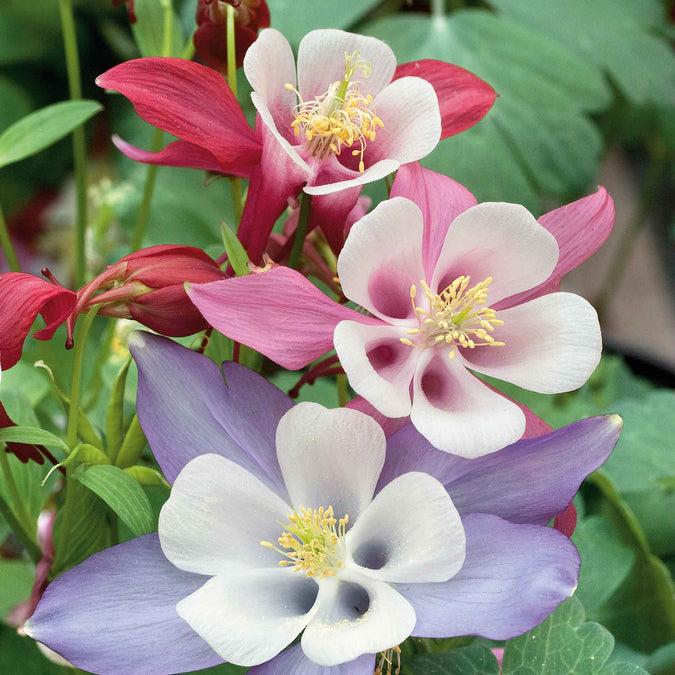 columbine mckana giant