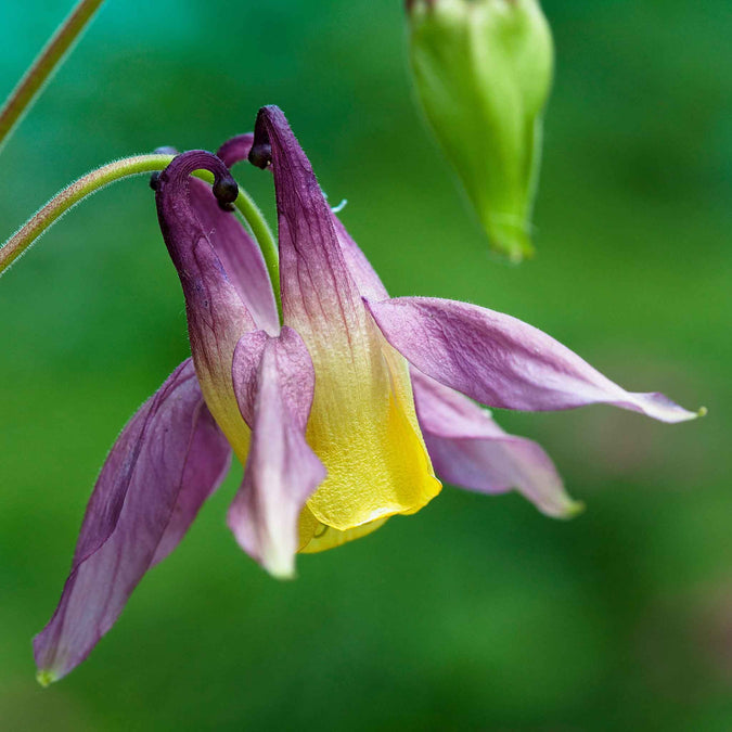 columbine oriental