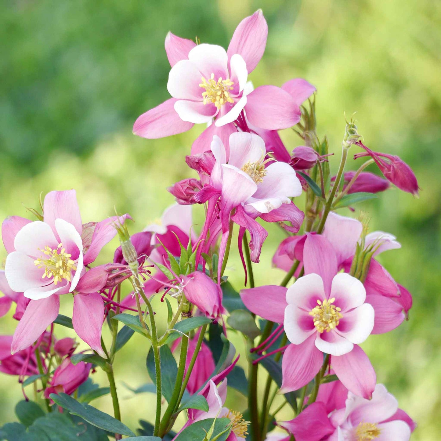 columbine rose star