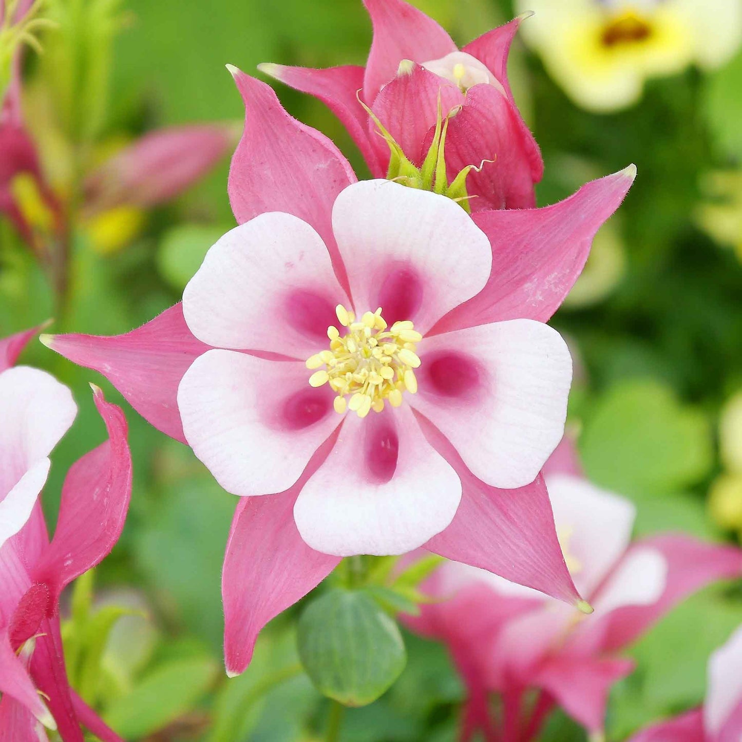 columbine rose star