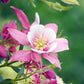 columbine rose star