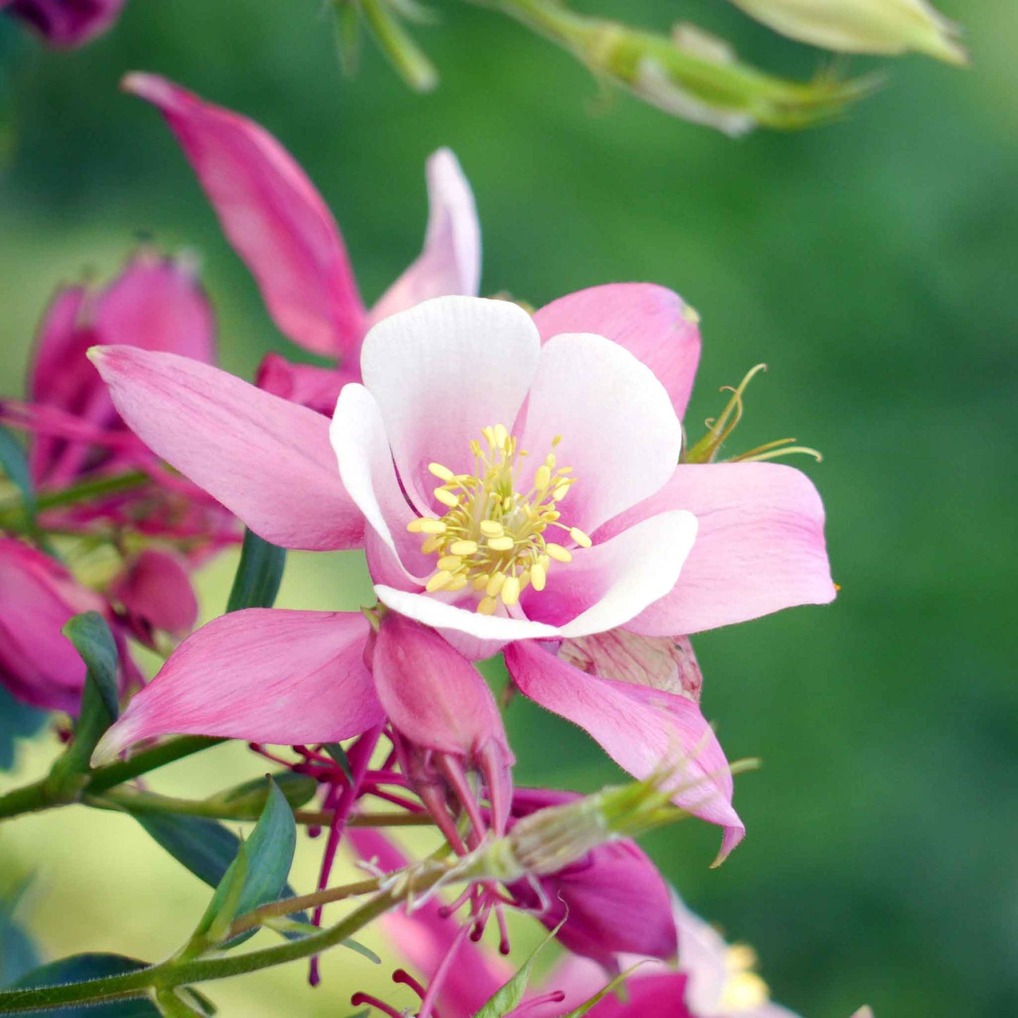 columbine rose star