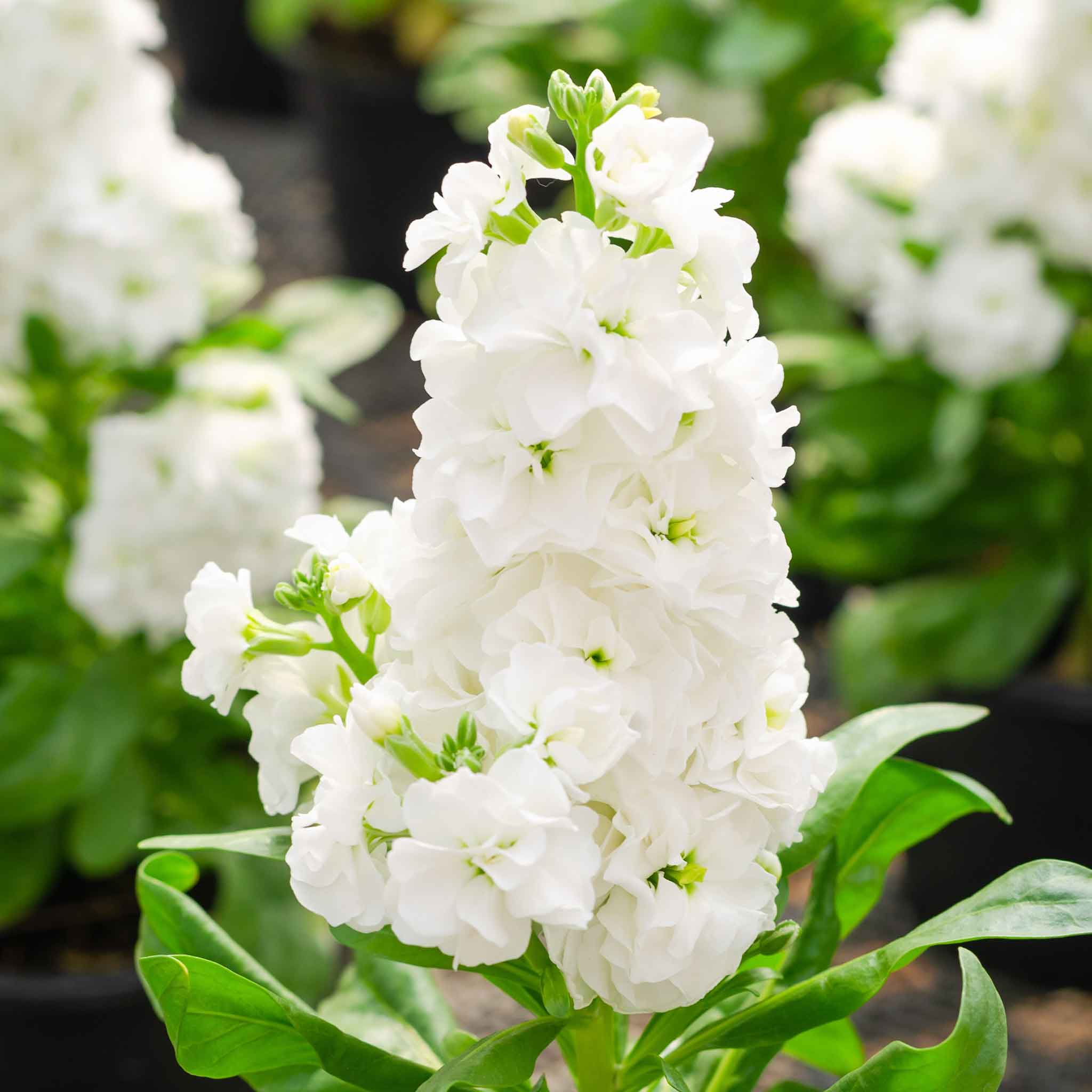 White deals stock flower