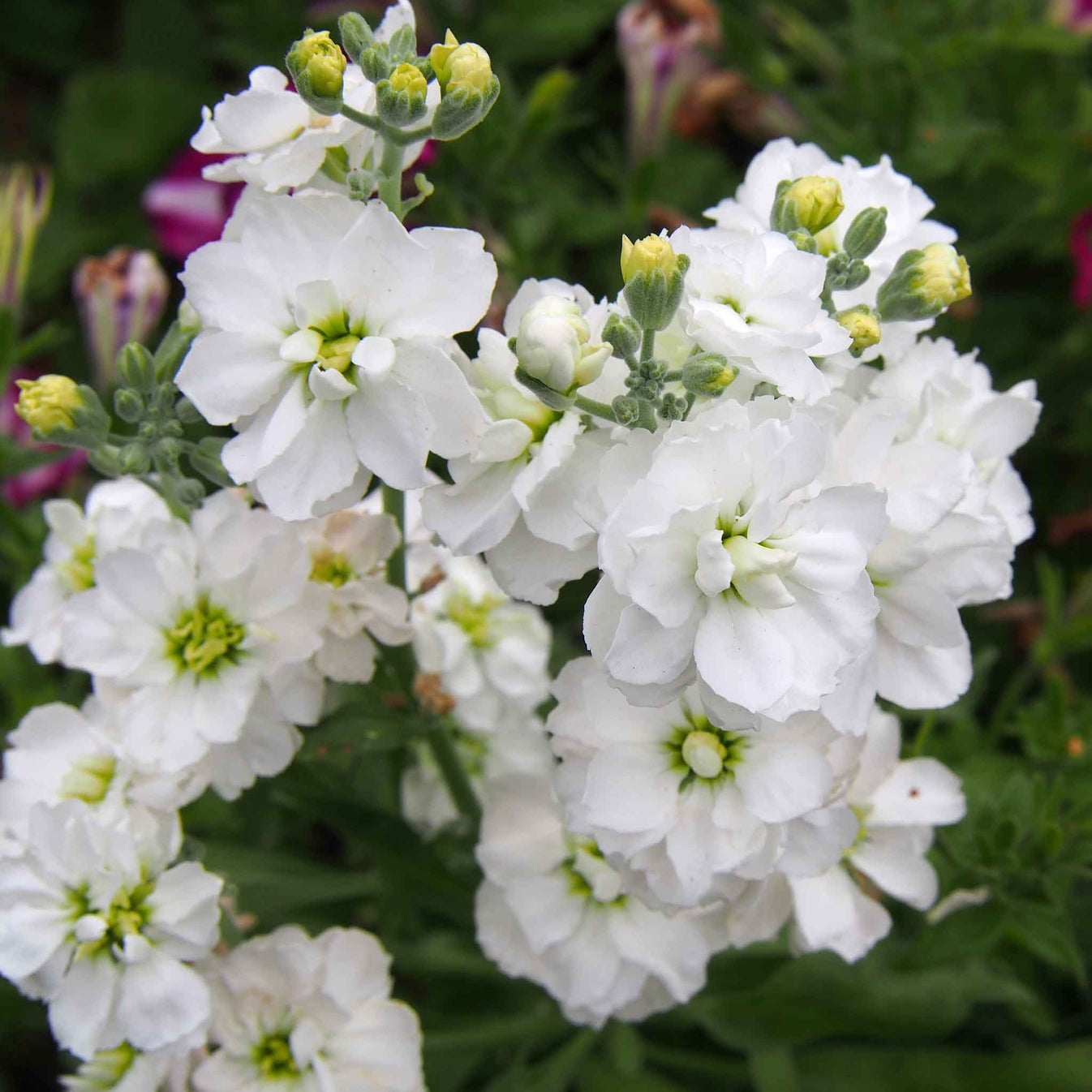 Column Stock Seeds - White Goddess 