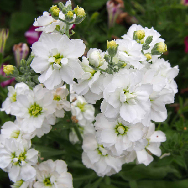 Column Stock Seeds - White Goddess | Flower Seeds in Packets & Bulk ...