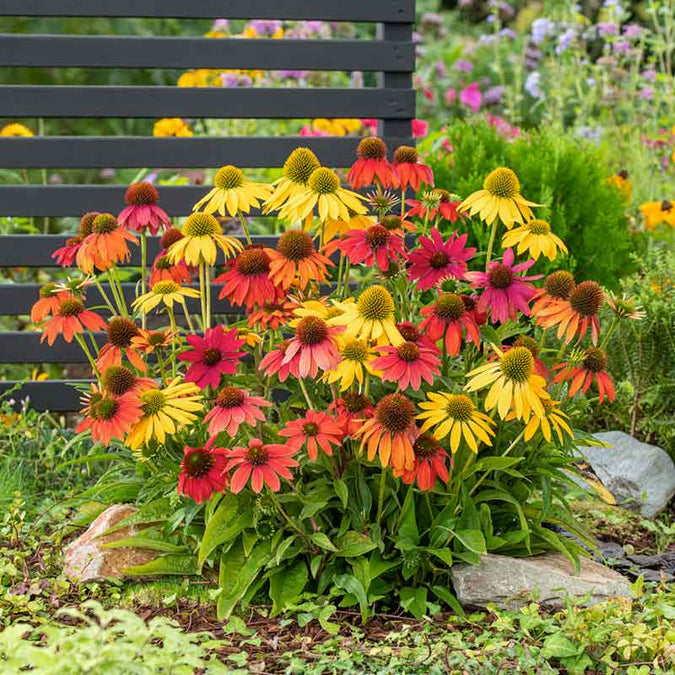 coneflower artisan ombre mix | copyright: Floramedia UK Ltd