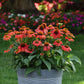 coneflower artisan red ombre