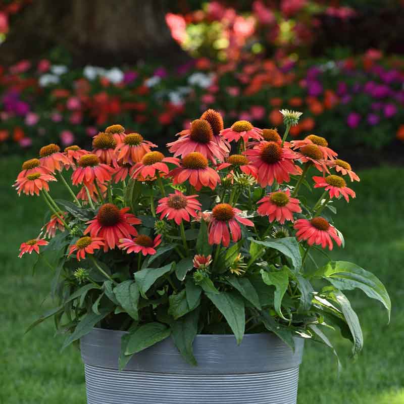 coneflower artisan red ombre