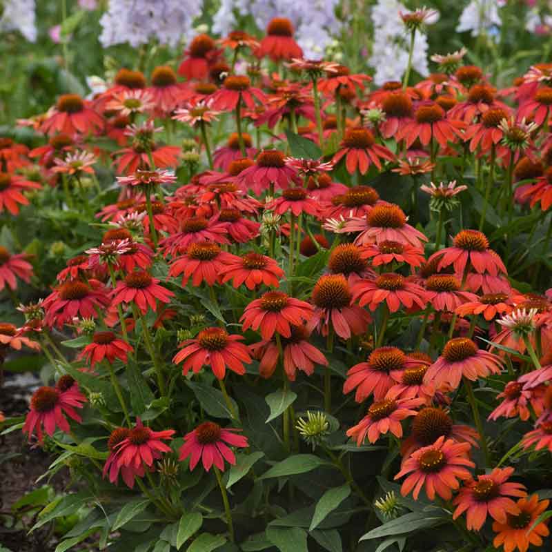 coneflower artisan red ombre