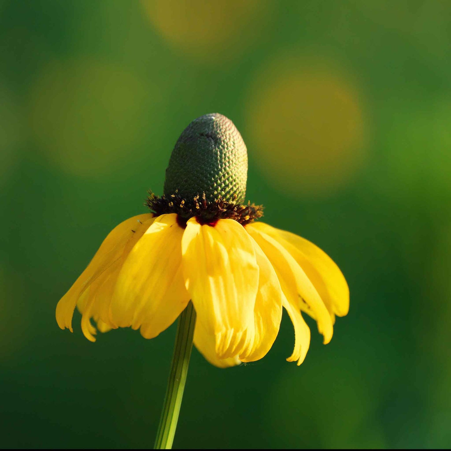 coneflower clasping