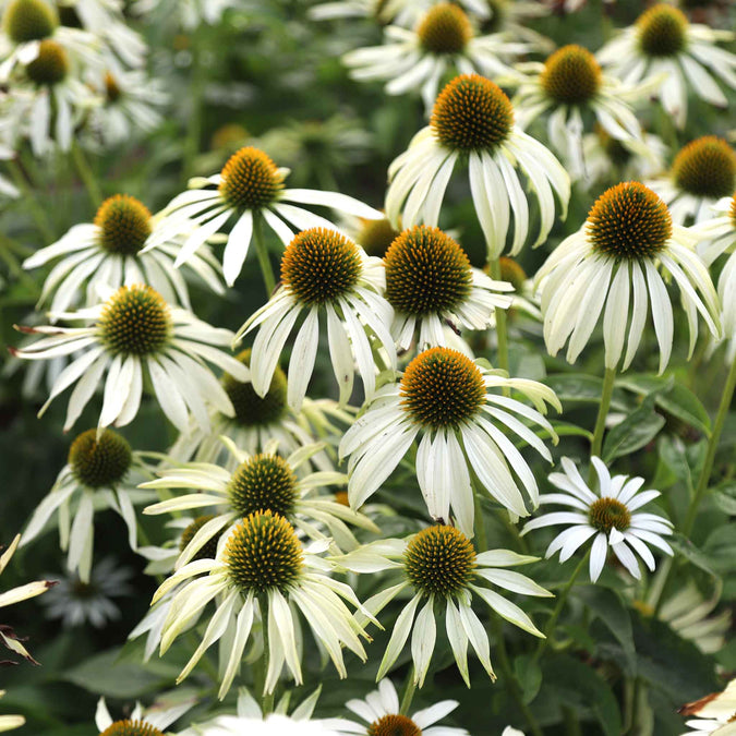 coneflower white swan