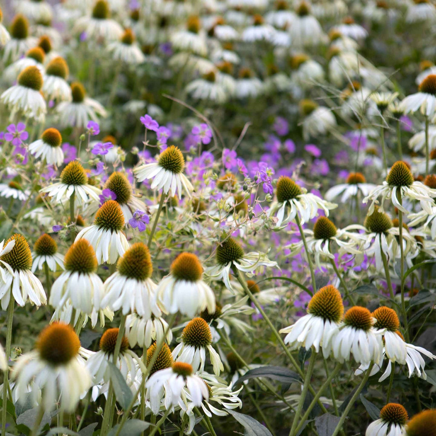 coneflower white swan