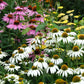 coneflower white swan