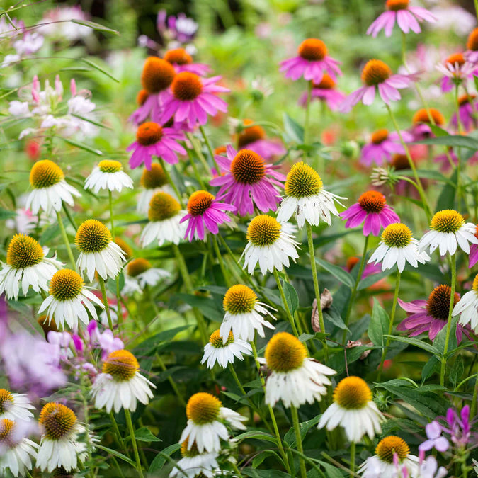 coneflower white swan