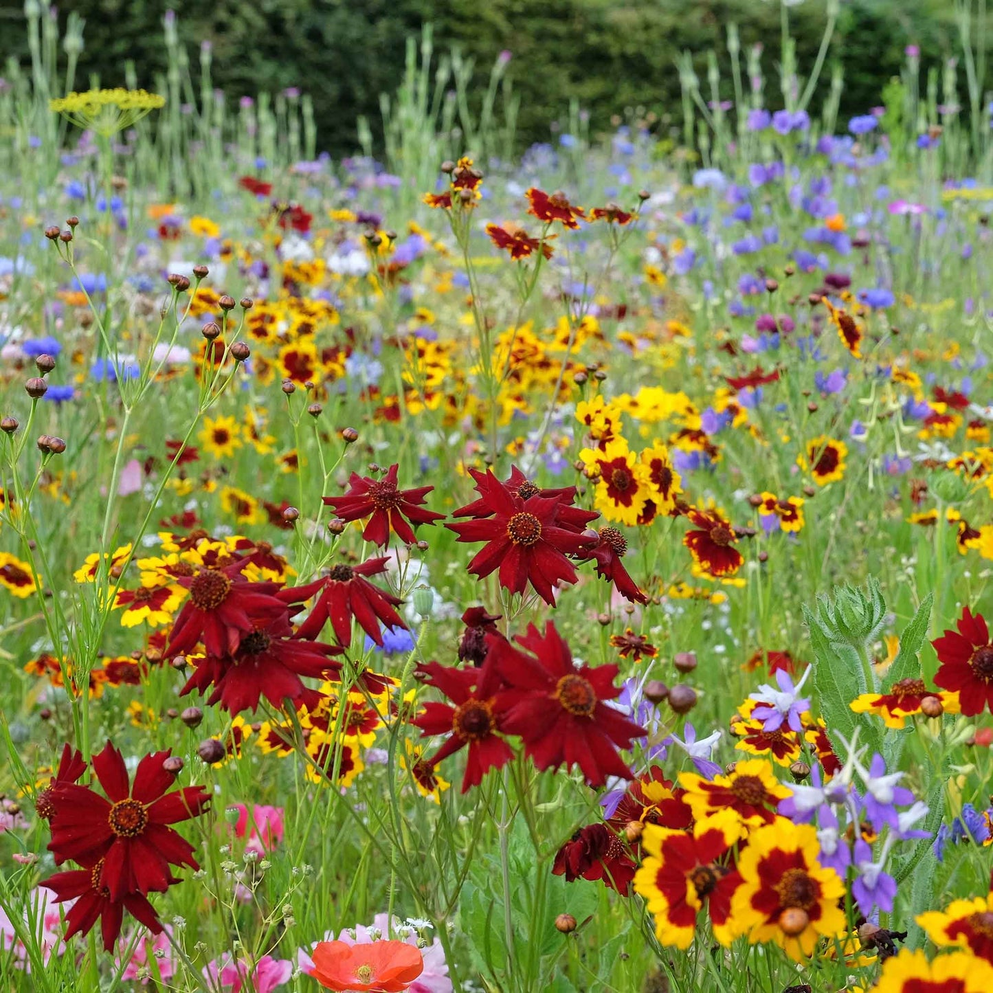 coreopsis amulet