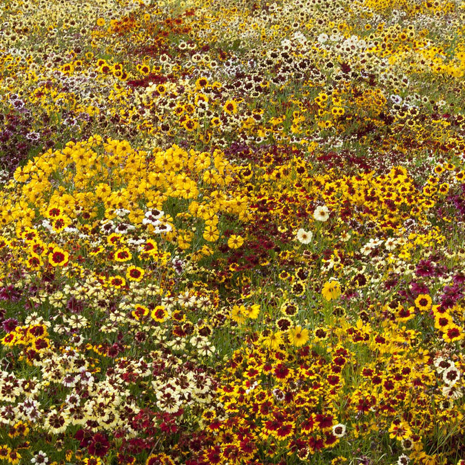 coreopsis incredible dwarf mix