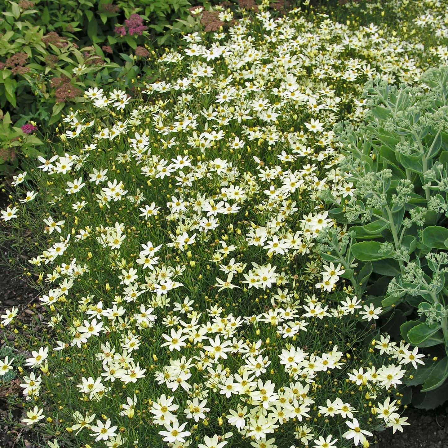 coreopsis moonbeam