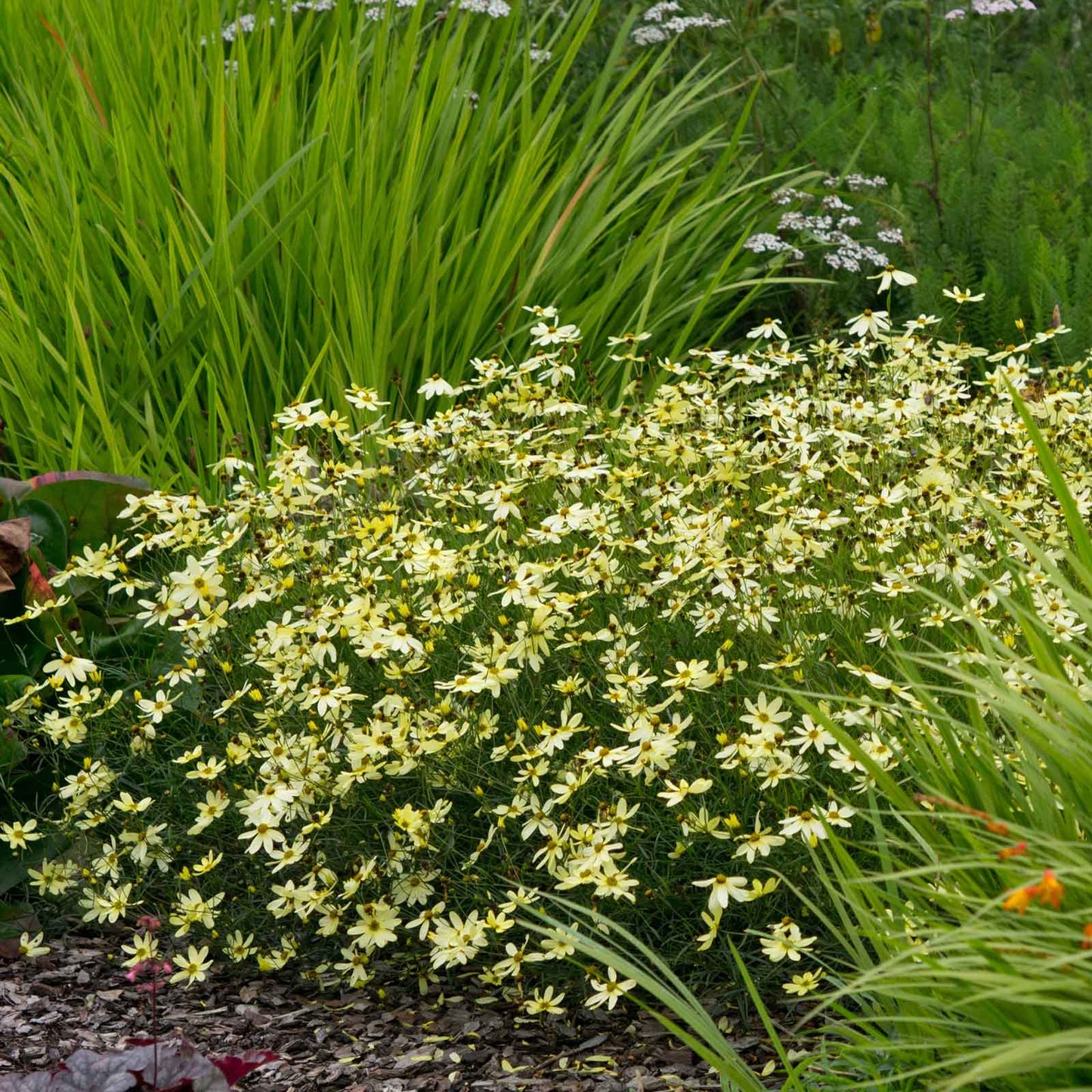 coreopsis moonbeam