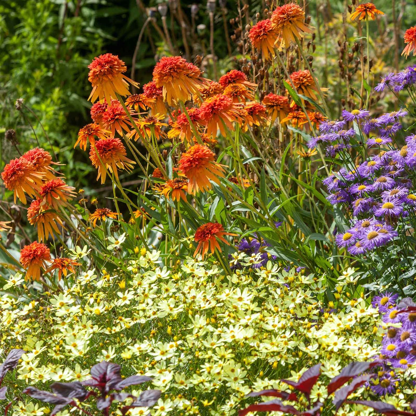 coreopsis moonbeam