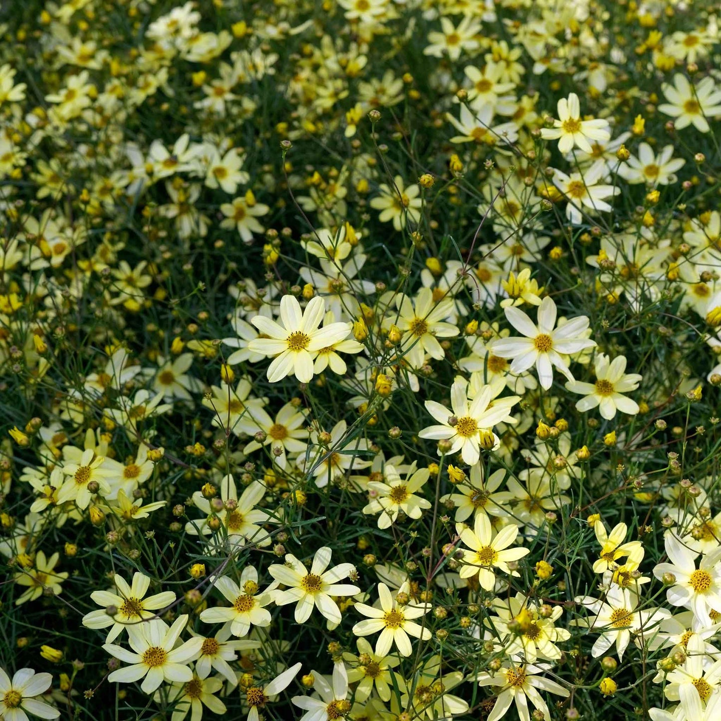 coreopsis moonbeam