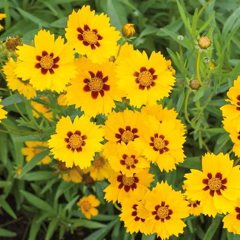 coreopsis sterntaler