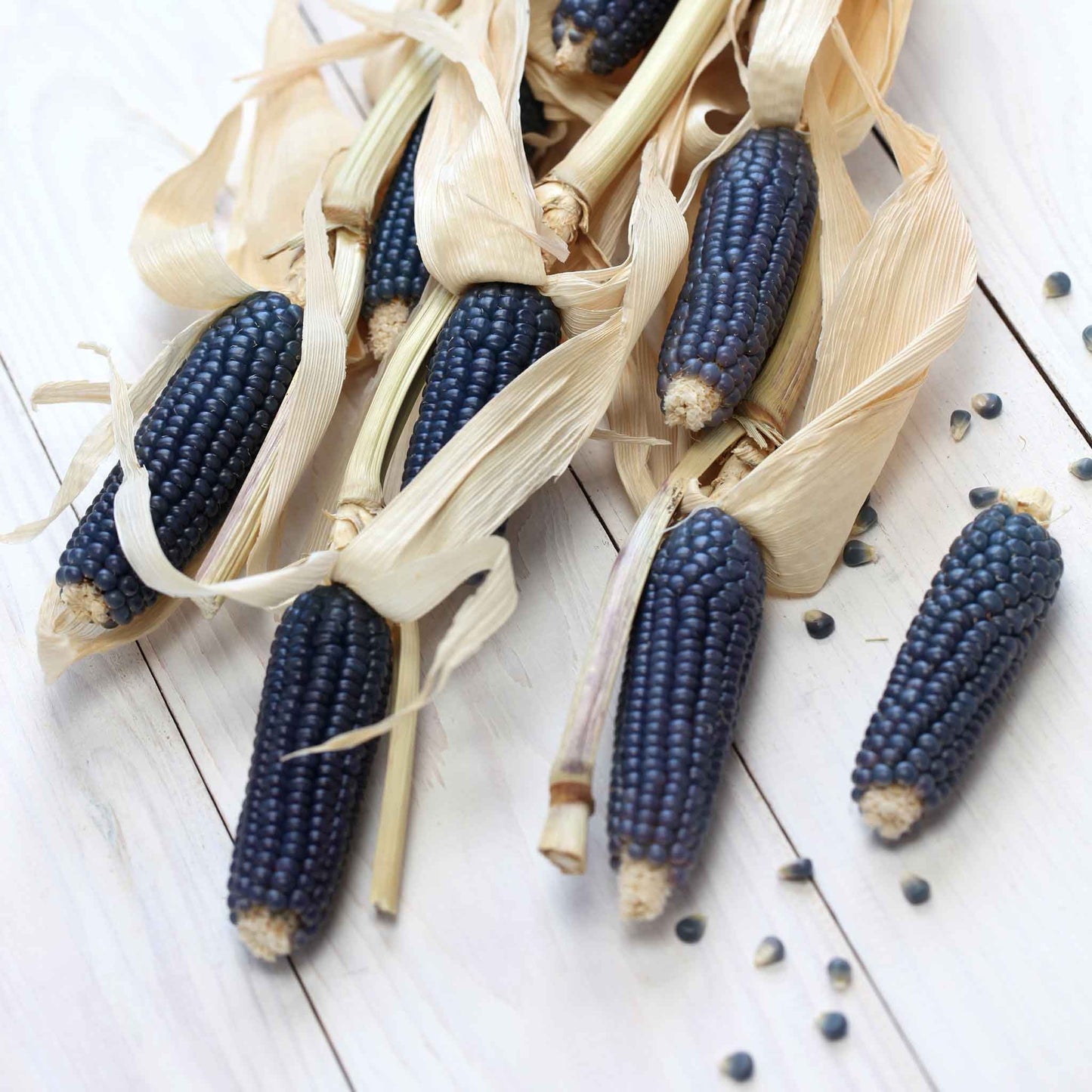 corn blue hopi