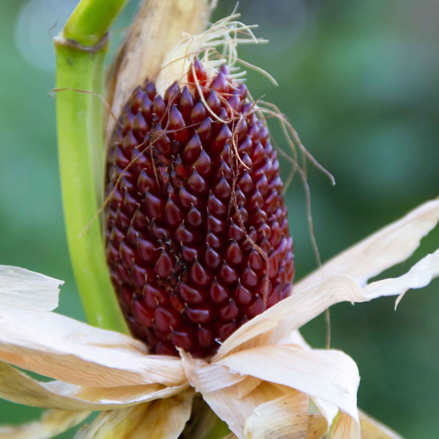 corn organic strawberry popcorn