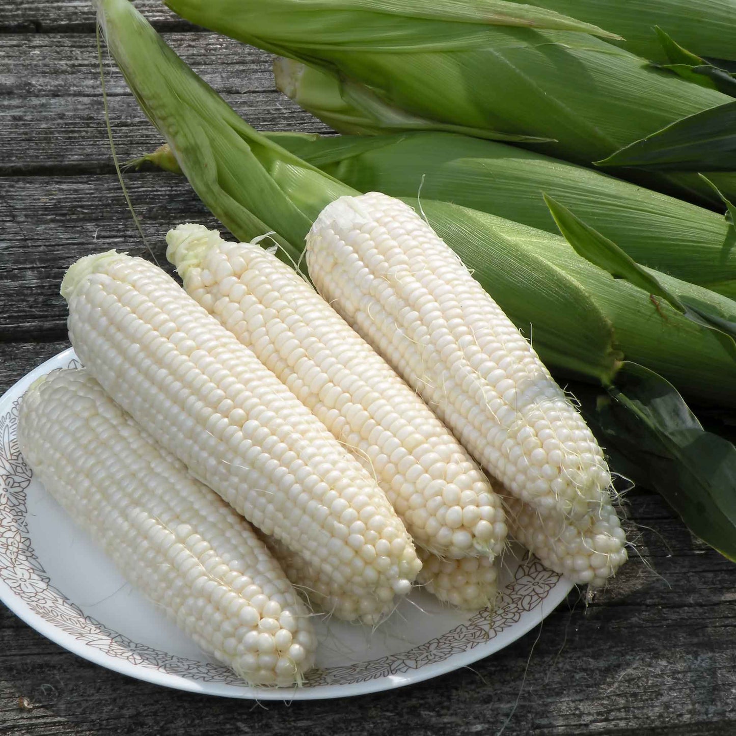 Corn Seeds - Silver Queen | Vegetable Seeds in Packets & Bulk | Eden ...