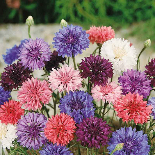 cornflower dwarf mix