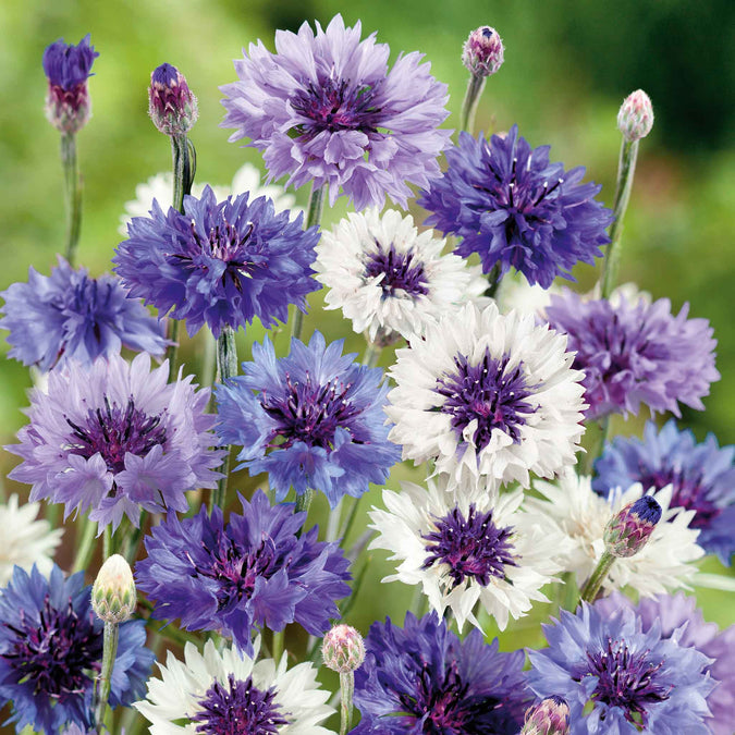 cornflower fantastic mix