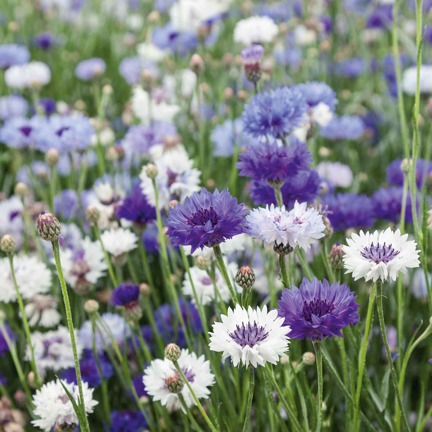 cornflower fantastic mix