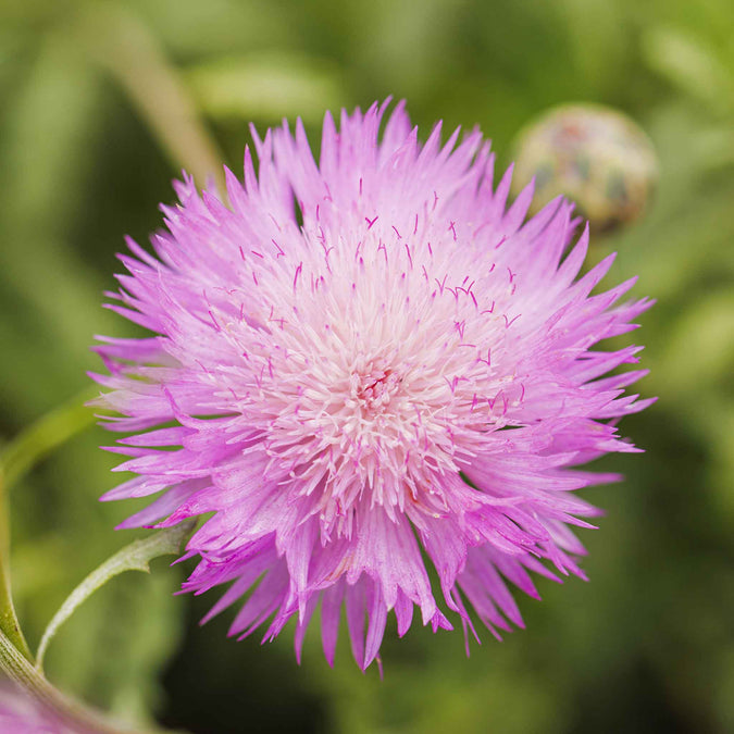 imperialis mix cornflower