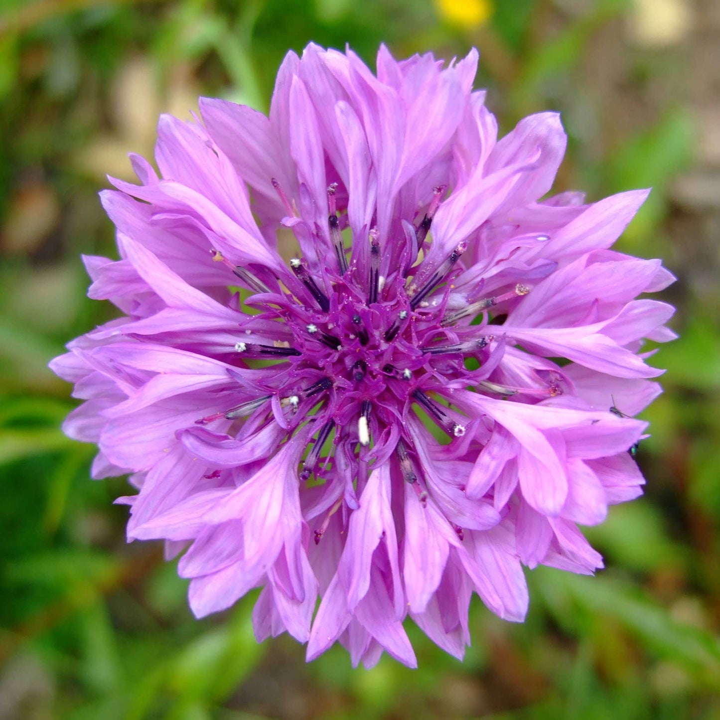 cornflower mauve