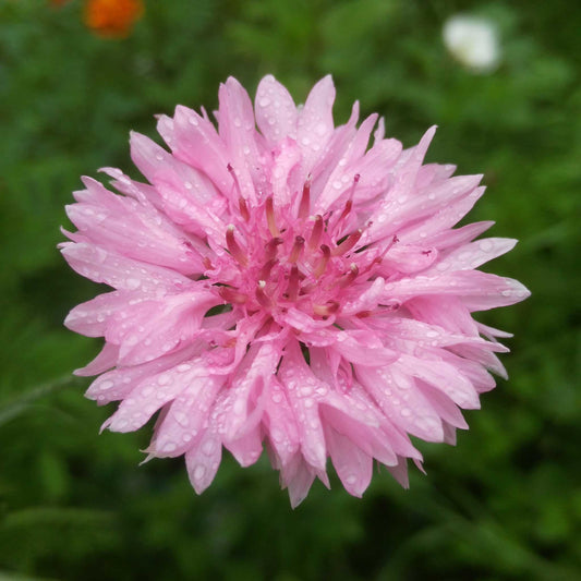 cornflower tall pink