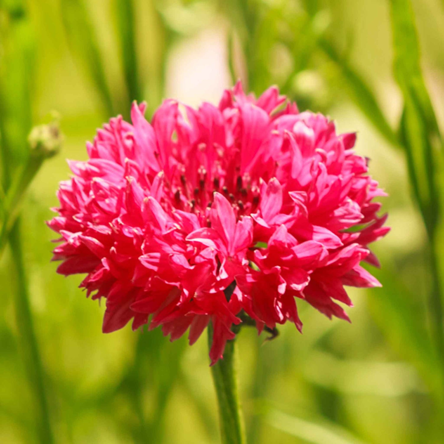 cornflower tall red