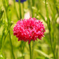 cornflower tall red