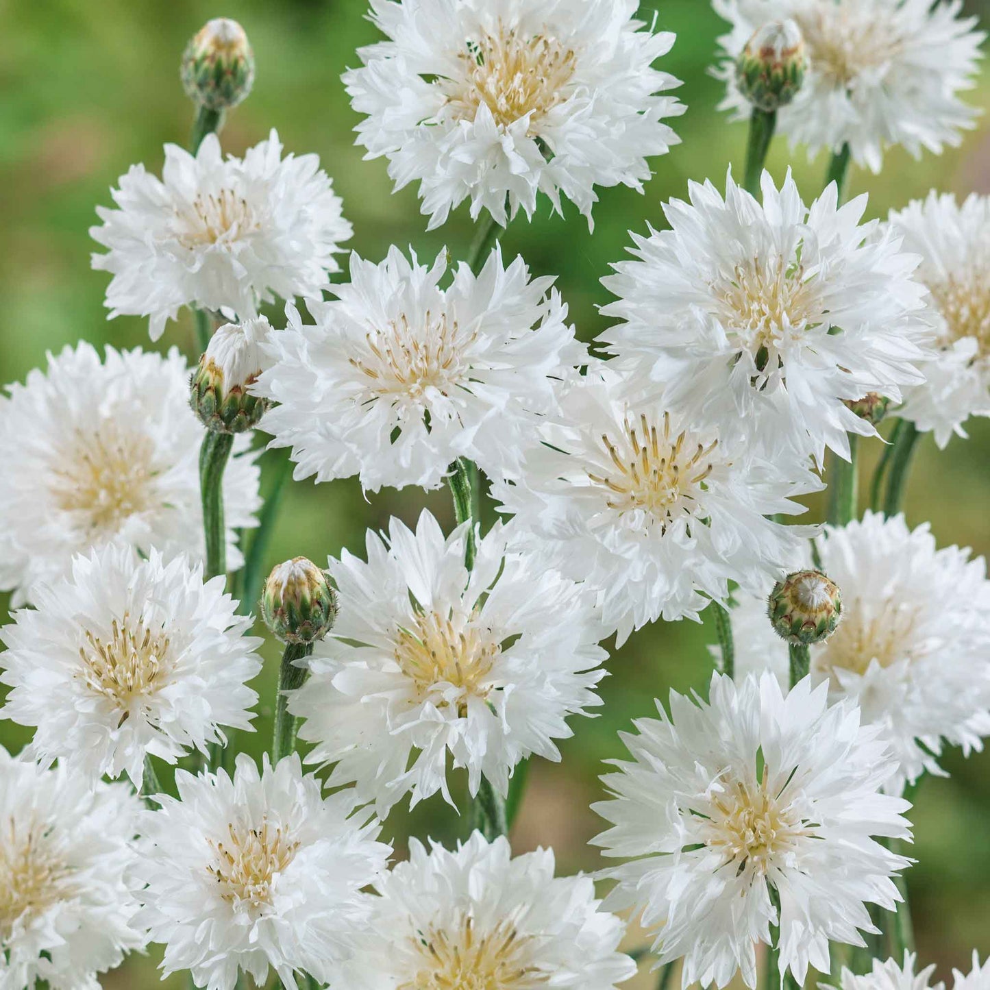 cornflower tall white